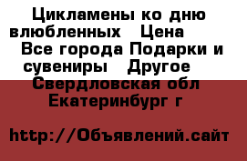 Цикламены ко дню влюбленных › Цена ­ 180 - Все города Подарки и сувениры » Другое   . Свердловская обл.,Екатеринбург г.